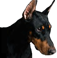 Dobermann