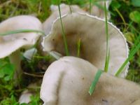 Sieniringin sienet lähikuvassa