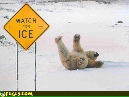 Jääkarhu kellahtaa jäätiköllä selälleen. Edustalla näkyy kyltti, jossa lukee "Watch for ice".