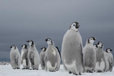 Keisaripingviinin poikasia seisomassa jäätiköllä