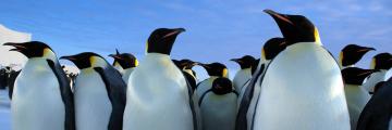 Keisaripingviinejä sinistä taivasta vasten