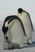 Kaksi aikuista pingviiniä, joista toinen hautoo poikasta