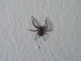 Hämähäkki seinällä, suoraan selkäänsä vasten kuvattuna