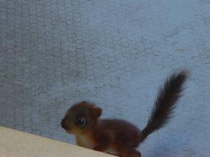 Oravanpoikanen parvekkeenoven kynnyksen takana