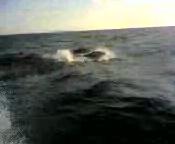 Valaan pärskeitä meressä