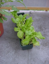 Parvekkeella kasvatettua lehtisalaattia