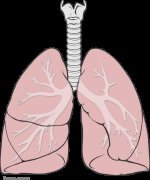 Keuhkot