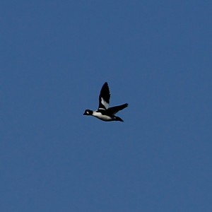 Mustavalkoinen vesilintu lennossa. Siivissä, vatsassa ja silmän alla valkoista.