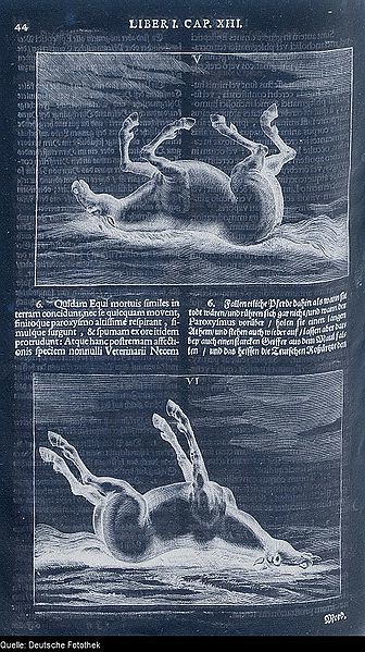 Sivu saksalaisesta eläinlääketieteellisestä kirjasta: kaksi piirroskuvaa kuolleesta hevosesta (negatiivi)