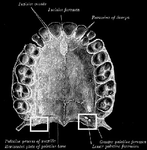 Mustavalkoinen piirroskuva: ihmisen ylähampaat alta, kulmahampaiden kohdalla kaksi pientä hammasta