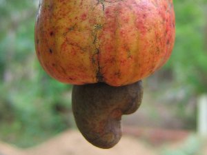 Cashew-hedelmä pähkinöineen