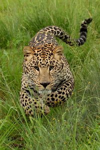 Leopardi hyökkää