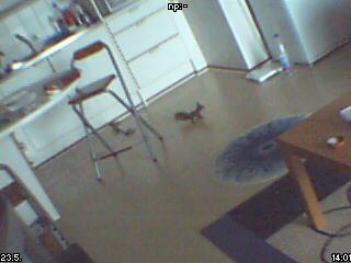 Orava seisoo keskellä keittiön lattiaa