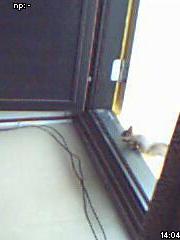 Orava seisoo parvekkeen oven kynnyksellä