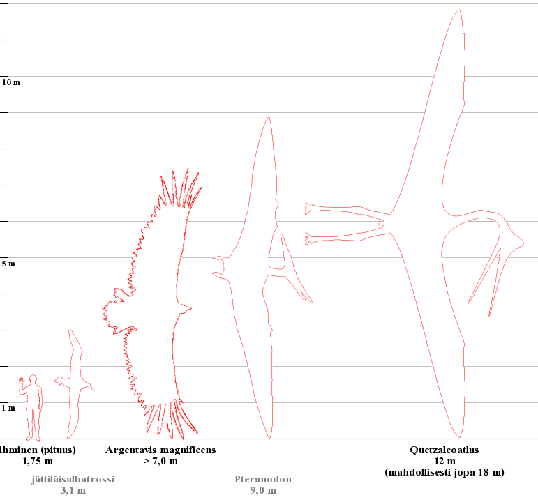 Kuvaaja, jonka pystyakselilla pituus (siipien kärkiväli) metreinä. Vaaka-akselilla vasemmalta oikealle lukien: ihminen (pituus) - 1,75 m; jättiläisalbatrossi - 3,1 m; Argentavis magnificens - > 7,0 m; Pteranodon - 9,0 m; Quetzalcoatlus - 12 m (mahdollisesti jopa 18 m)
