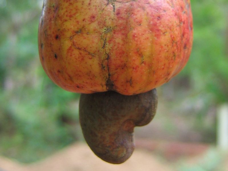 Tiedosto:Cashew-hedelmä pähkinöineen.jpg