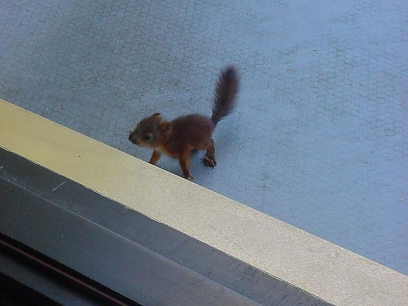 Tiedosto:Orava nokkelan näköisenä.jpg