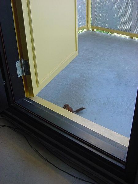 Tiedosto:Orava istuu kynnyksen takana.jpg