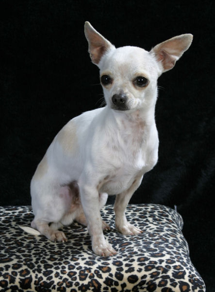 Tiedosto:Valkoinen chihuahua.jpg