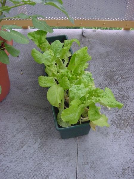 Tiedosto:Parvekkeella kasvatettua lehtisalaattia.jpg