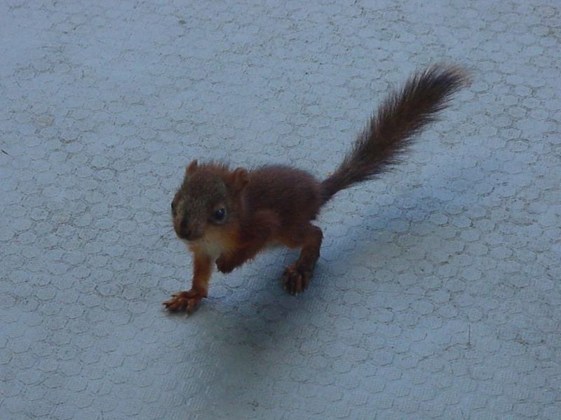 Tiedosto:Orava lähikuvassa, yksi käpälä ilmassa.jpg