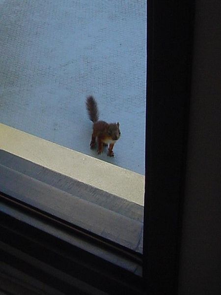Tiedosto:Orava seisoskelee kynnyksen takana.jpg