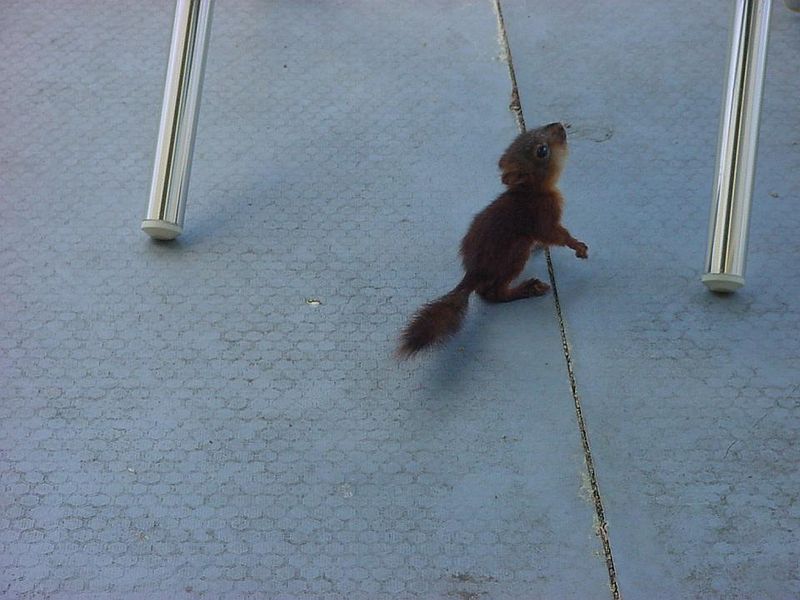 Tiedosto:Orava katselee parveketuolia.jpg