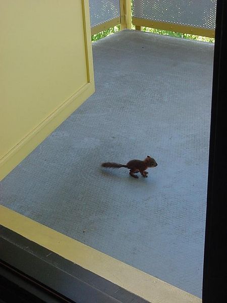 Tiedosto:Orava seisoo parvekkeella häntä suorana.jpg