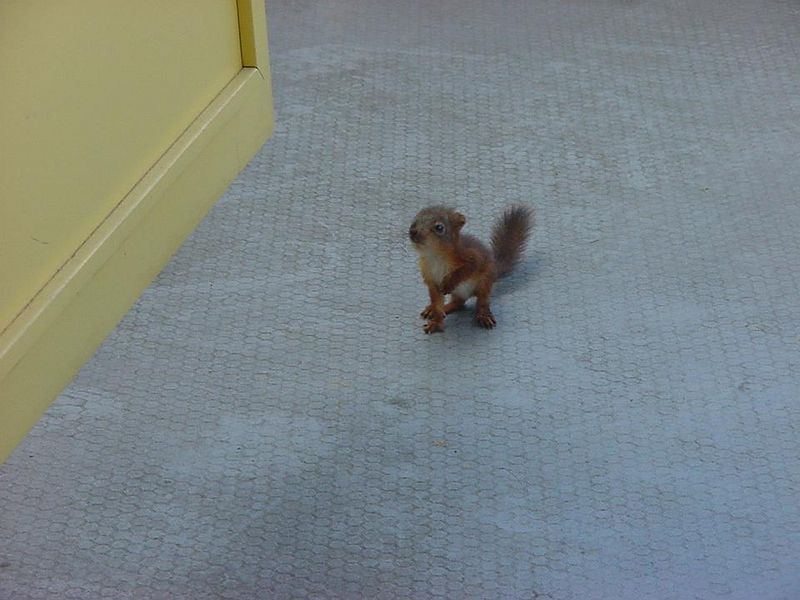 Tiedosto:Orava istuu parvekkeella.jpg