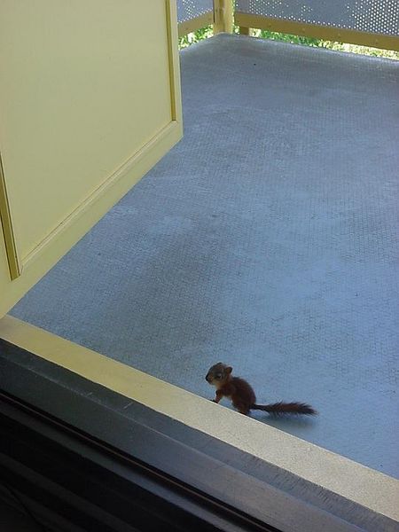 Tiedosto:Orava katsoo kynnyksen yli.jpg
