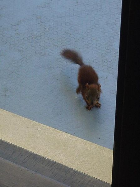 Tiedosto:Orava loikkii kohti kynnystä.jpg