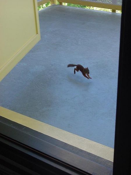 Tiedosto:Orava juoksee parvekkeella.jpg