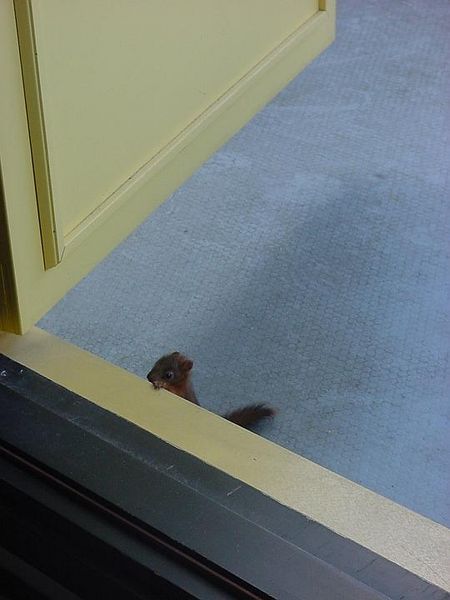 Tiedosto:Orava kurottelee kynnykselle vasemmalla käpälällä.jpg